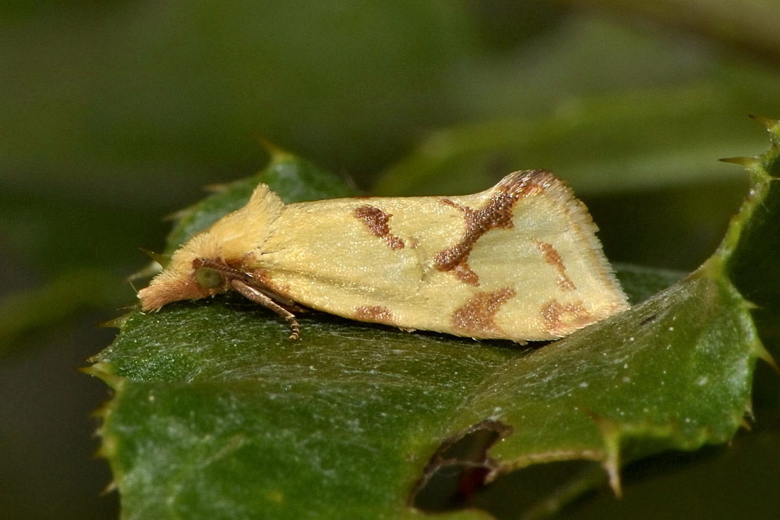 Agapeta hamana - Tortricidae? S